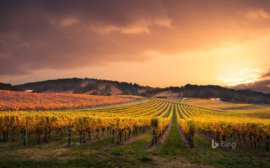 Vineyard in the Adelaide Hills, Australia