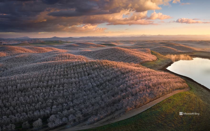 Almond trees in full bloom, California, USA