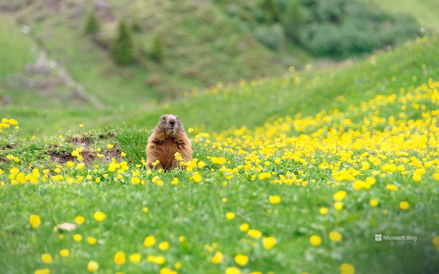 Marmot peeking out of its burrow