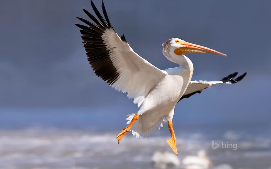 American white pelican in flight, Red River, Lockport, Manitoba, Canada