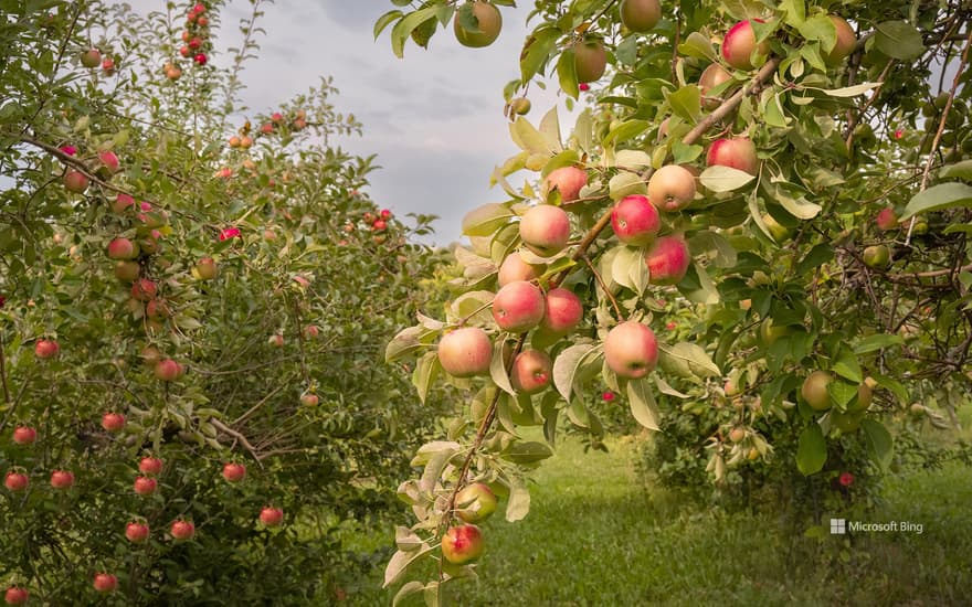 Apples ready for harvest, Minnesota, United States
