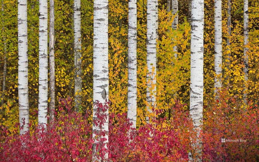 Aspen trees in autumn, Stewart-Cassiar Highway, British Columbia, Canada