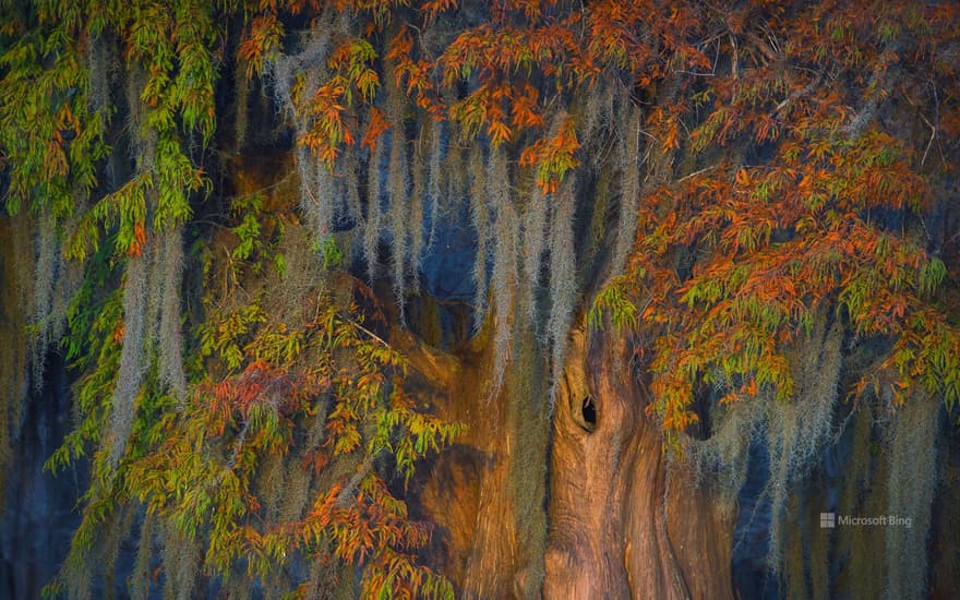 Atchafalaya Basin, Louisiana, USA