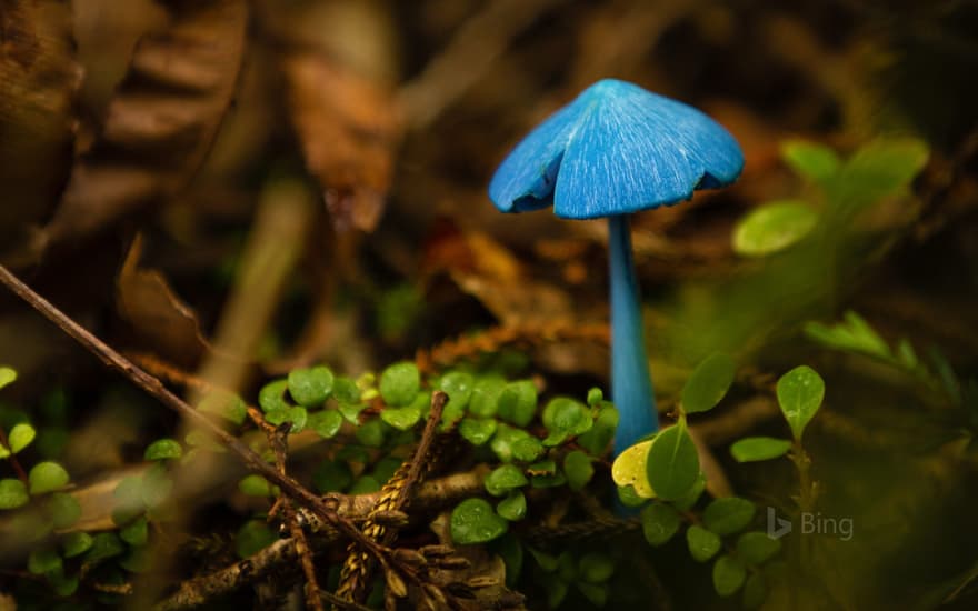 Entoloma hochstetteri mushroom at Mahinapua Lake, New Zealand