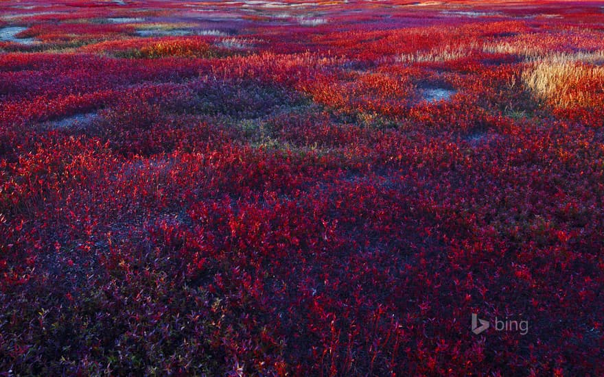 Lowbush blueberry barrens near Meddybemps, Maine