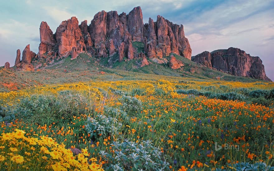 Wildflowers in bloom at Lost Dutchman State Park in Arizona