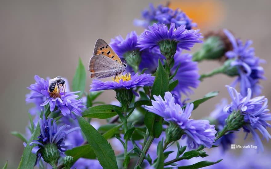 Butterfly and bee delicately pollinating an aster flower