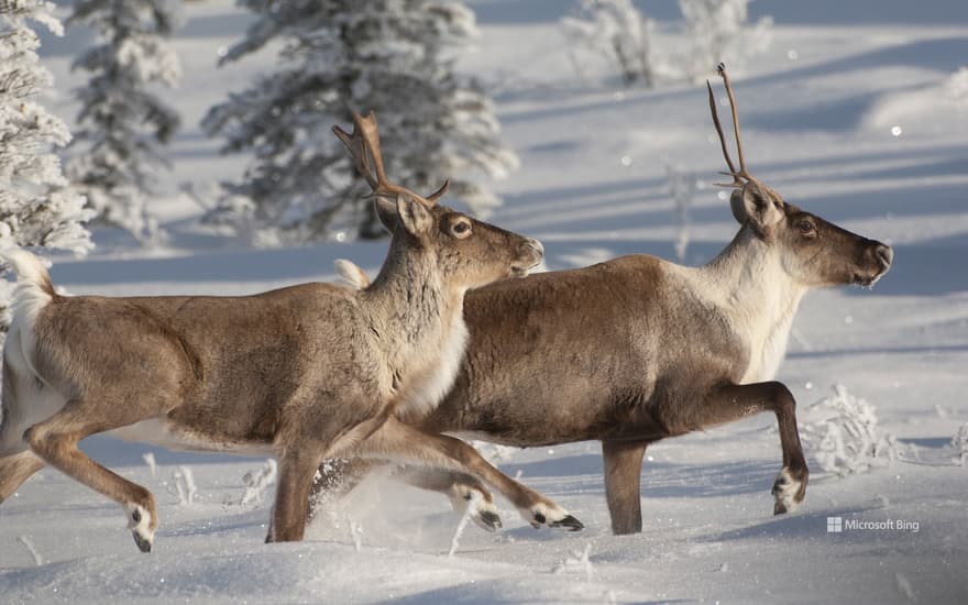 Caribou running in snow, Alaska, USA