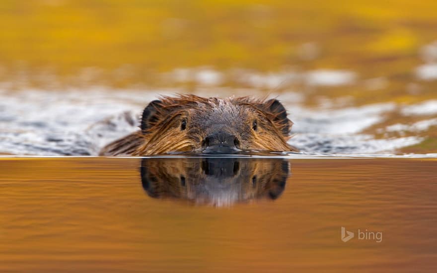 North American beaver in Denali National Park, Alaska