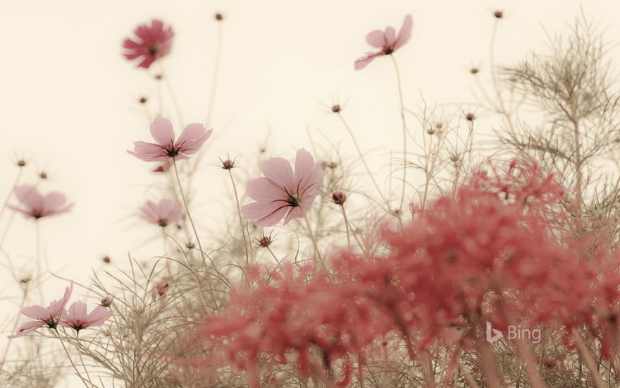 "Autumn cosmos" Nagasaki