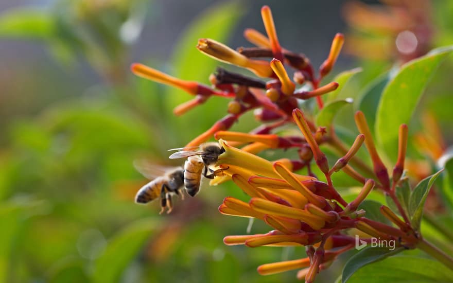 Honey bees drinking nectar from flowers