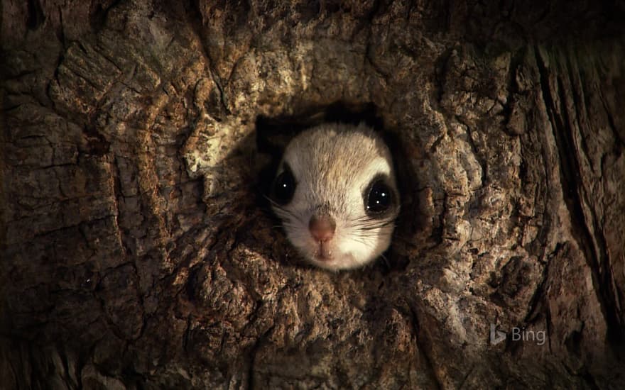 Japanese dwarf flying squirrel in Rishiri-Rebun-Sarobetsu National Park, Japan