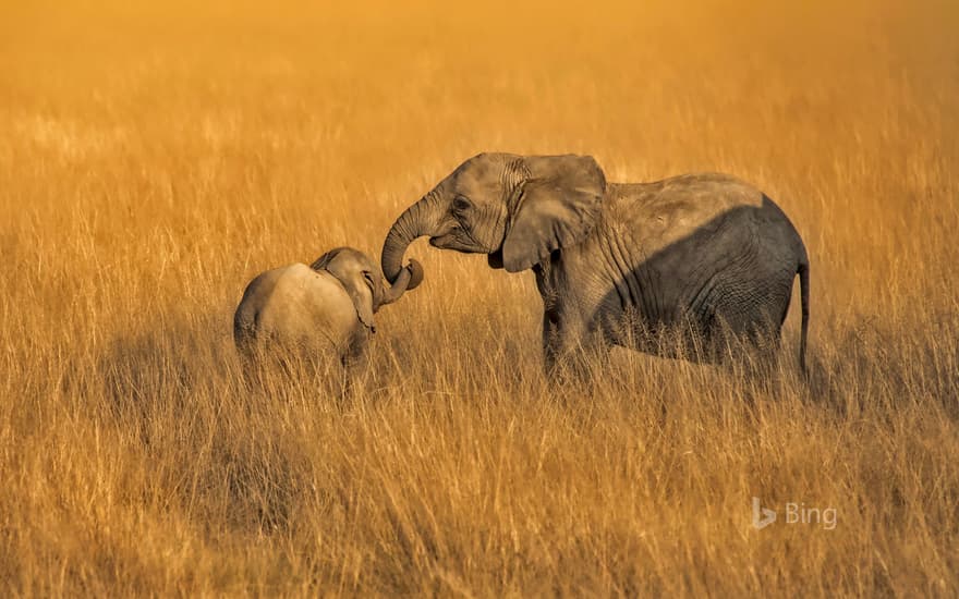 Baby and juvenile elephants in Amboseli National Park in Kenya