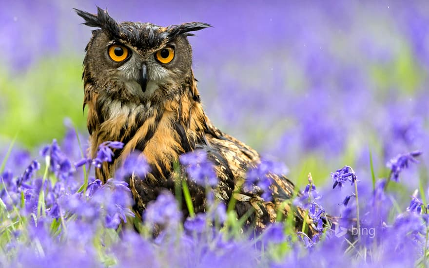 Eurasian Eagle-owl (Bubo bubo) standing amongst Bluebells during rainfall, Suffolk, England