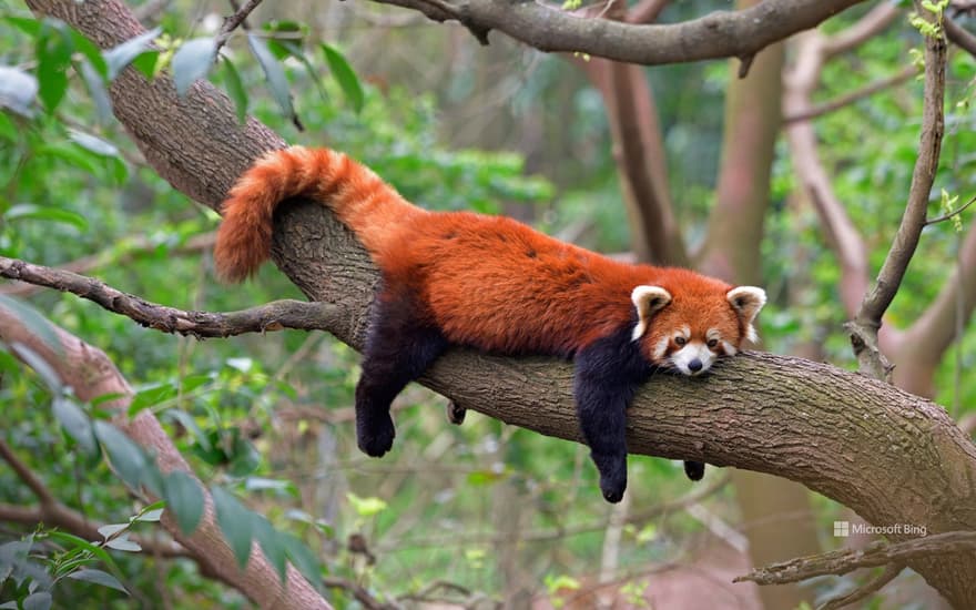 Red panda at the Chengdu Panda Base in Sichuan province, China