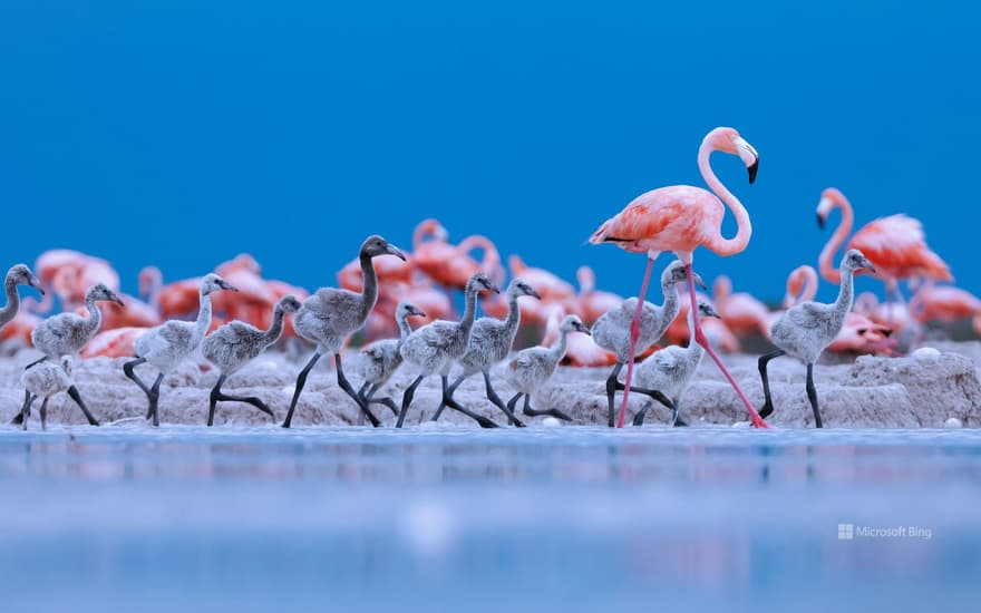 Caribbean flamingos, Ría Lagartos Biosphere Reserve, Yucatán Peninsula, Mexico