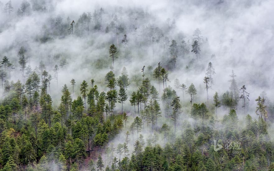 [Frost Today] Cloud Forest in Nyingchi, Tibet Plateau