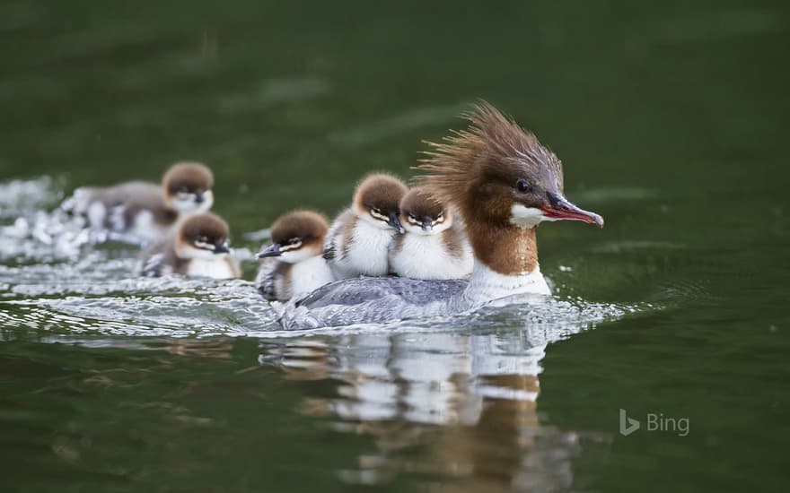 Goosander with chicks on her back, Bavaria, Germany