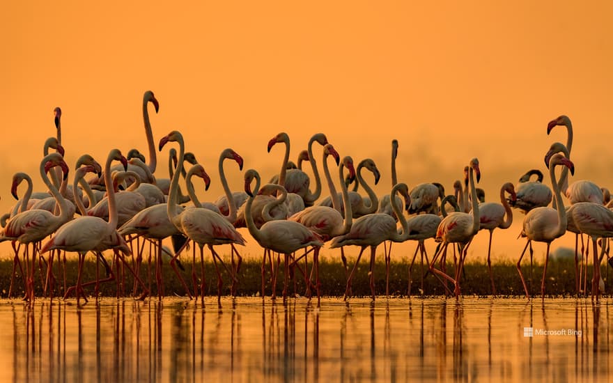 Greater flamingos, India