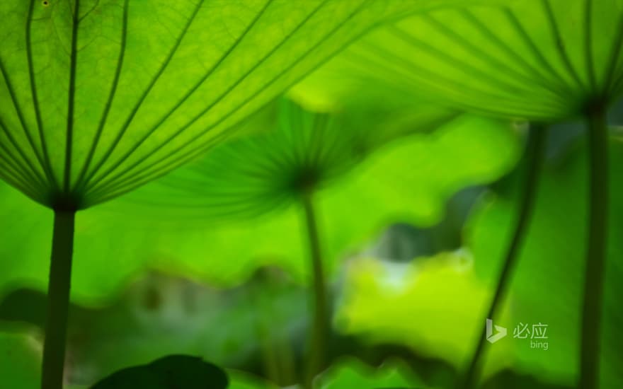 Umbrella-like lotus leaves