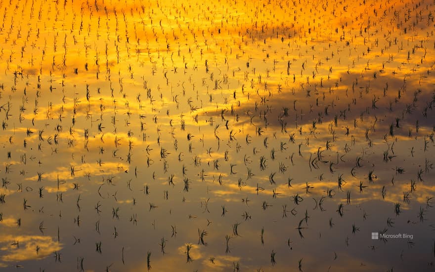 Paddy fields in Minami-Mitsuya, Hikone, Shiga Prefecture