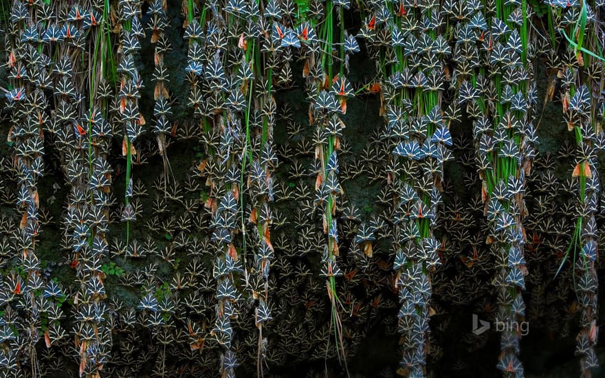 Jersey tiger moths in Petaloudes, Greece