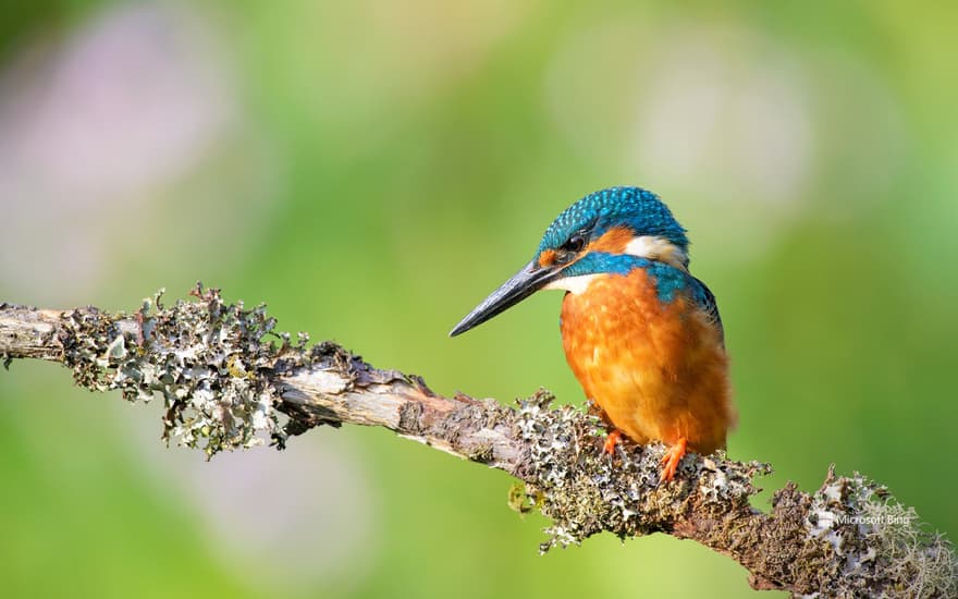 Kingfisher (Alcedo atthis) near Wychbold, Worcestershire