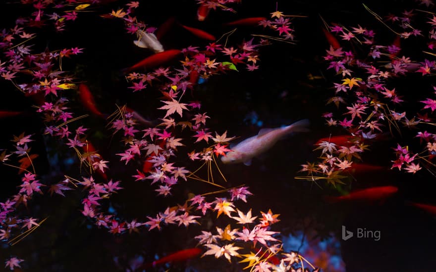 Autumn leaves and goldfish in Tokyo, Japan