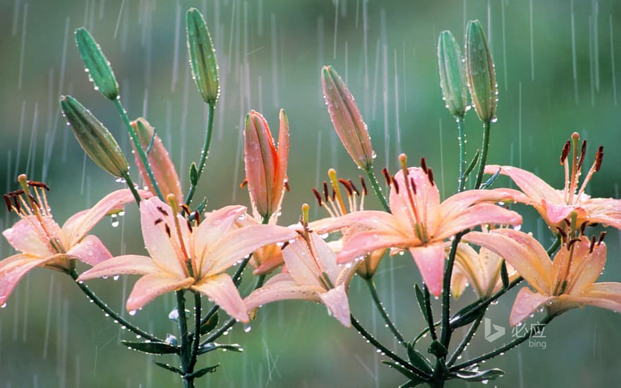 Lily in the rain