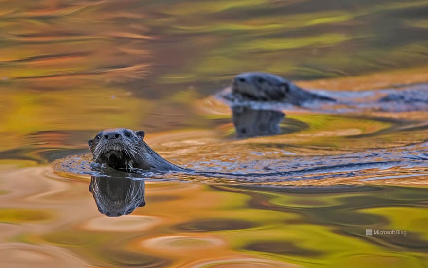 North American river otters in Acadia National Park, Maine, USA