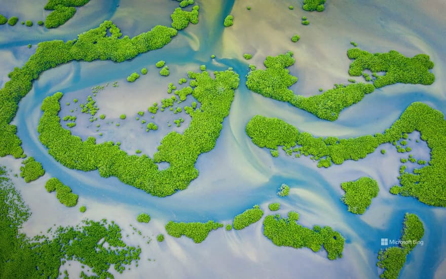 Mangrove forest, Saloum Delta National Park, Senegal