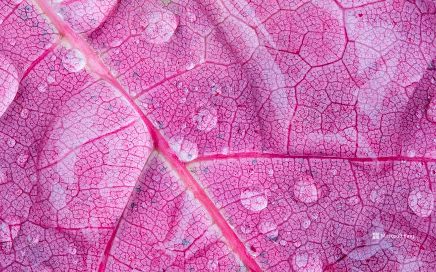 Water drops on a red maple leaf in Mont St-Bruno National Park, Quebec