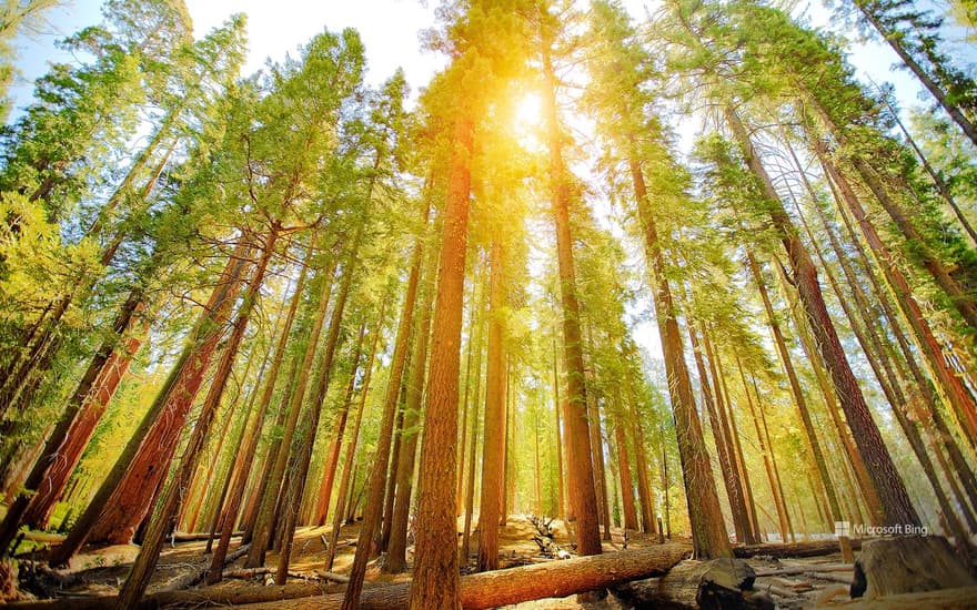 Mariposa Grove in Yosemite National Park, California