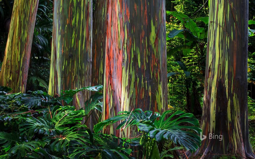 Rainbow eucalyptus trees along the Hana Highway, Maui