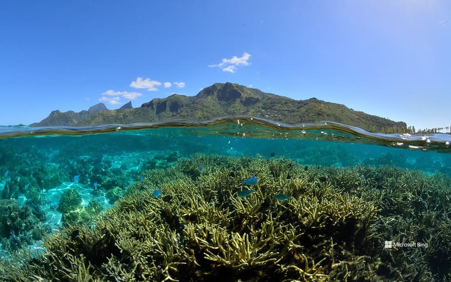 Corals and the lagoon of Mo'orea in French Polynesia