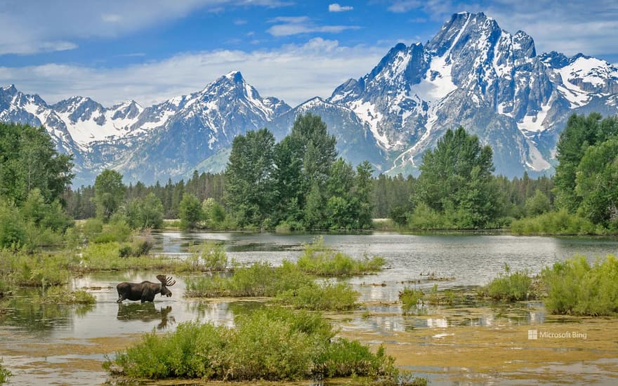 Moose crossing a pond below Mount Moran, Grand Teton National Park, Wyoming