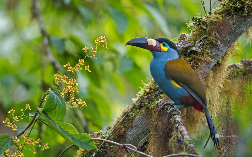 Plate-billed mountain toucan, Bellavista Cloud Forest Reserve, Ecuador