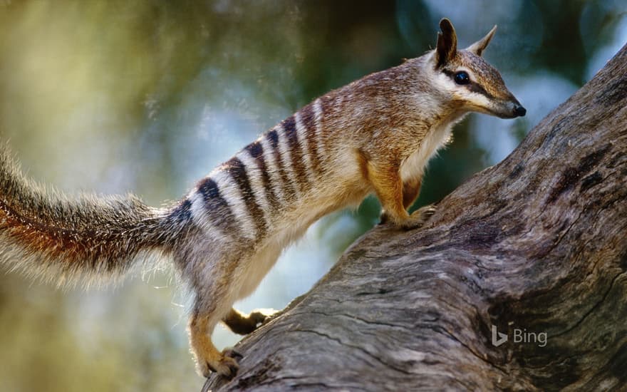 A numbat (Myrmecobius fasciatus) in Australia