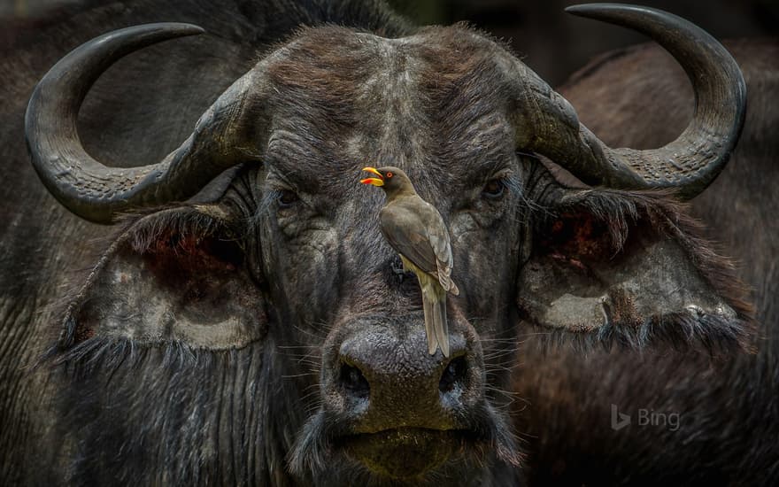 An oxpecker sits on an African buffalo in Maasai Mara National Reserve, Kenya