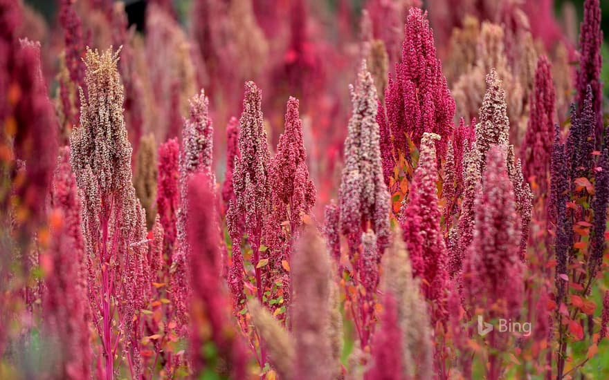 Quinoa plants in Peru