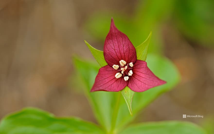 A close-up of the red trillium flower in Algonquin Provincial Park, Ont.