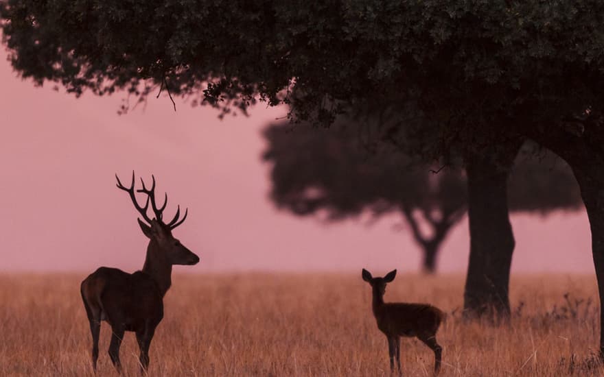 Small group of deer, Cabaeros National Park, Castilla la Mancha, Spain