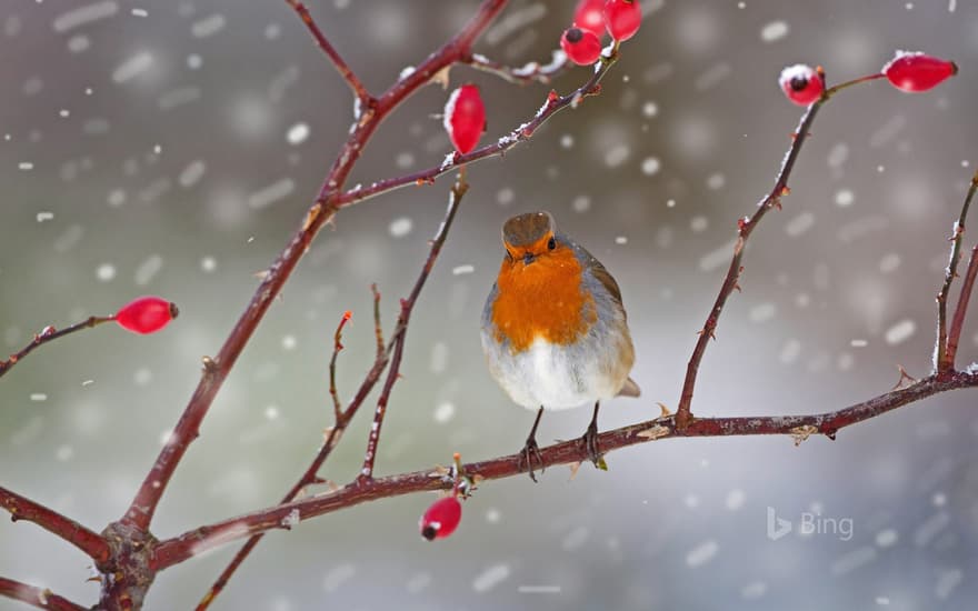 Robin perched on a rose hip branch in Norfolk