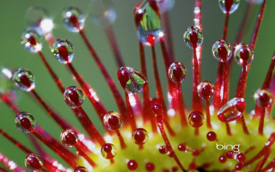 Round-leaved sundew (Drosera rotundifolia) tentacles