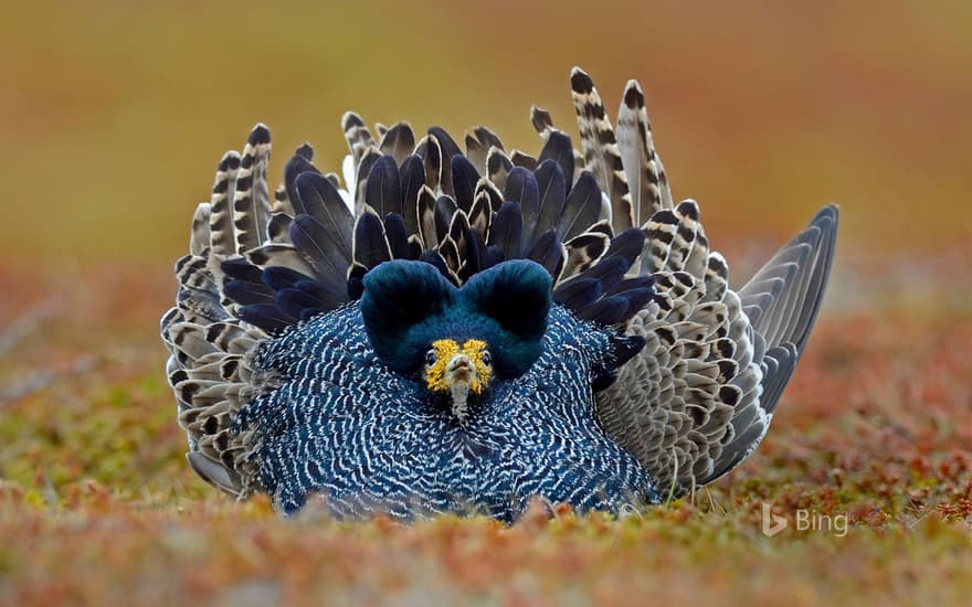 Ruff male displaying on Varanger Peninsula in Norway