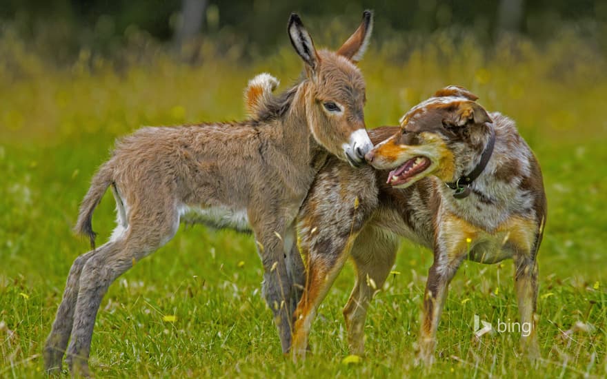 Siesta the donkey greets Sudo the dog in Melbourne, Australia