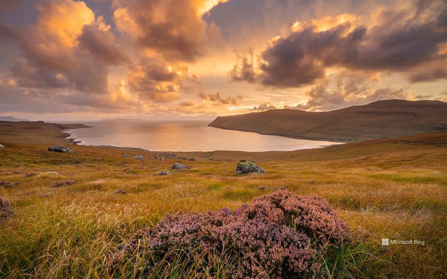 Heather growing in Glen Brittle, Isle of Skye, Scotland