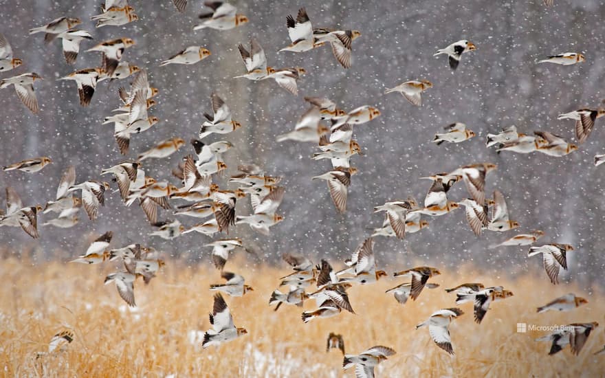 Snow buntings, New York, USA