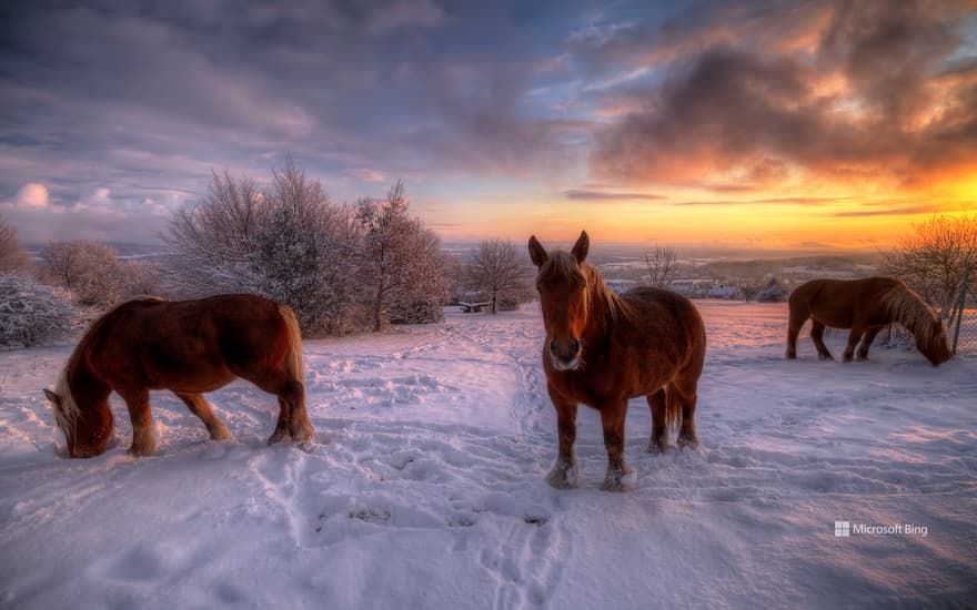 Comtois horses, Jura, Burgundy-Franche-Comté, France