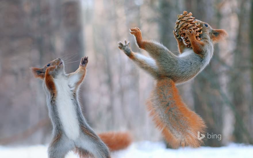 Eurasian red squirrels in action